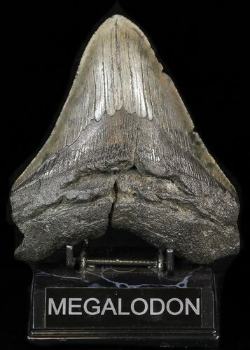 Bargain Fossil Megalodon Tooth - South Carolina #39237